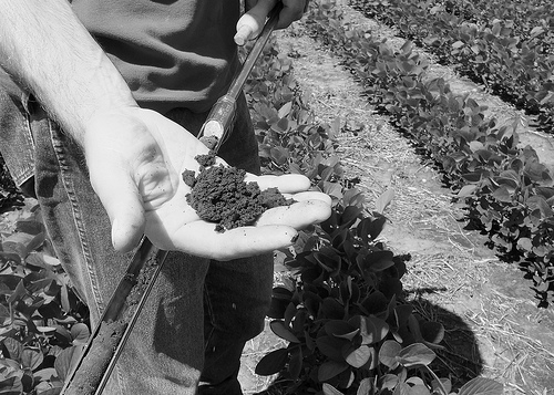 Soybean Field with Healthy Soil (B/W)