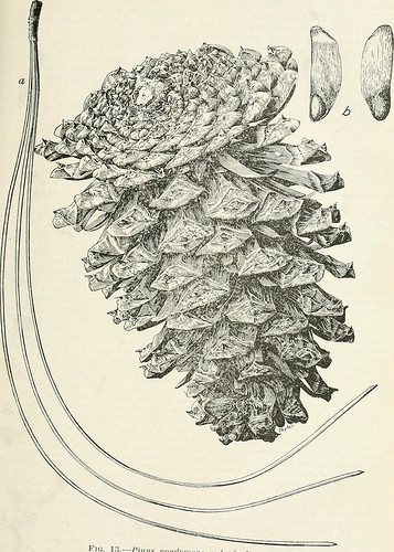 Image from web page 53 of “Forest trees of the Pacific slope” (1908)